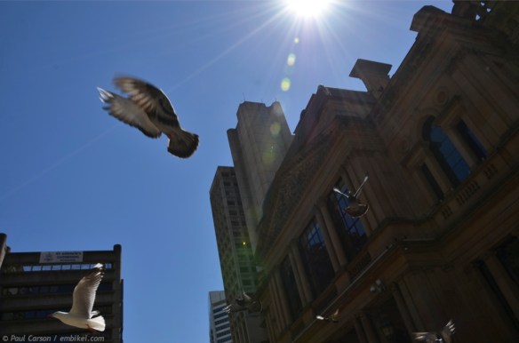Pigeons taking off near Town Hall in Sydney